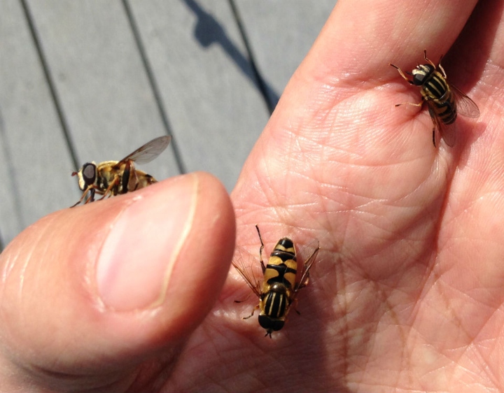  Bee Mimic Flies